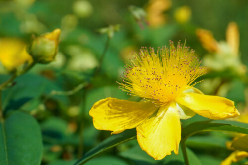 Kelchiges Johanniskraut