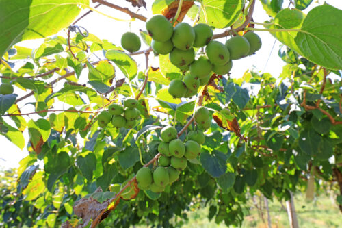 Kiwibeere, Mini-Kiwi, Bayernkiwi