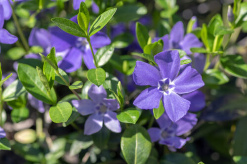 Lesser Periwinkle