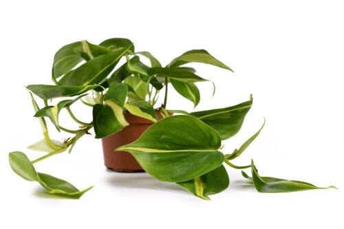 Kletter-Philodendron