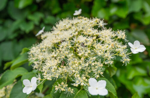 Kletterhortensie