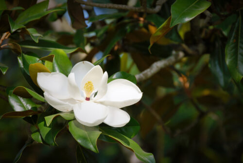 Magnolie 