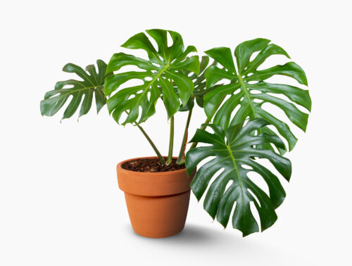 Monstera, Fensterblatt