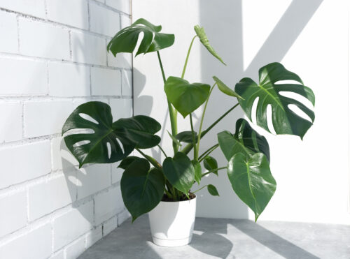 Monstera, Fensterblatt