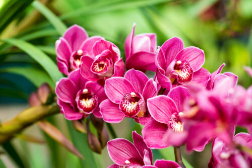 Orchidee