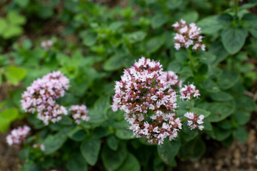 Oregano, Echter Dost