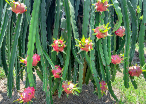 Pitaya, Drachenfrucht