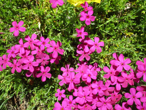 Polster-Phlox 