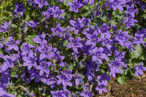 Polsterglockenblume, Dalmatiner Glockenblume 