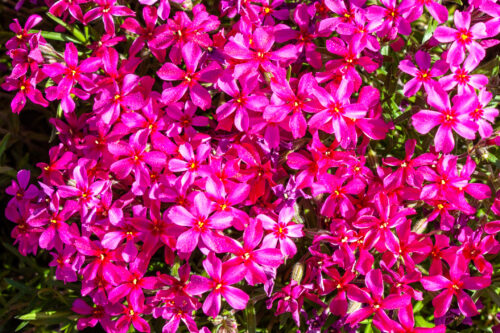 Polsterphlox 