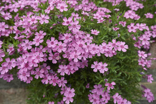 Polsterphlox, Teppichphlox