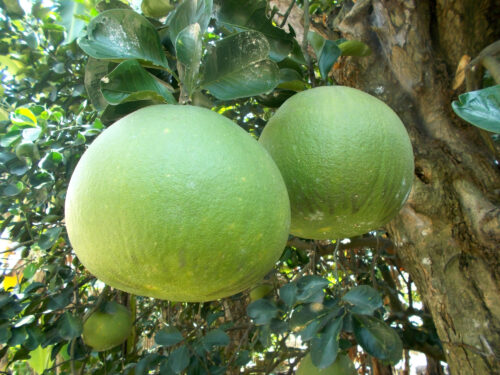 Pomelo