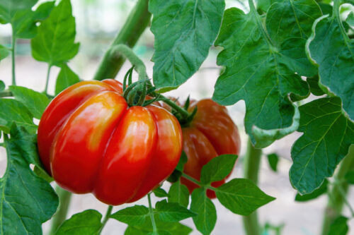 Pomodoro cuore di bue