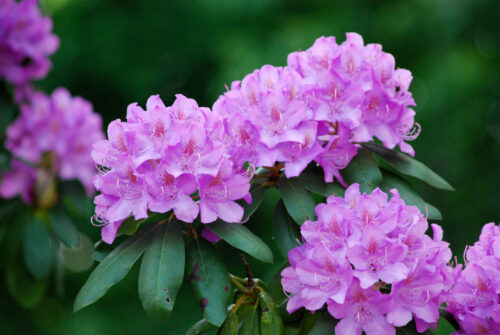 Rhododendron, Alpenrose