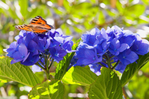 Rispenhortensie „Butterfly“