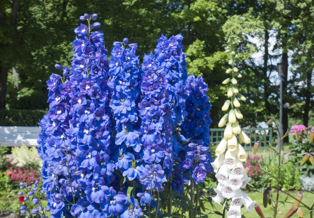 Lange Bluhende Blaue Stauden