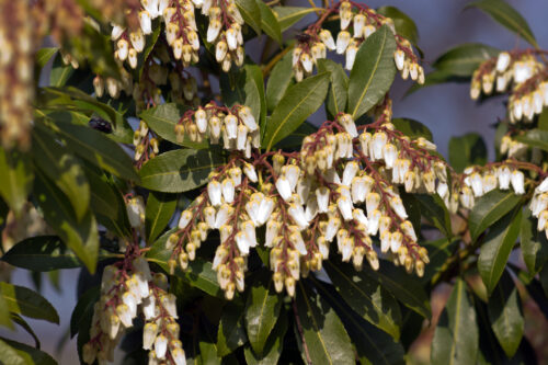 Japanese Pieris