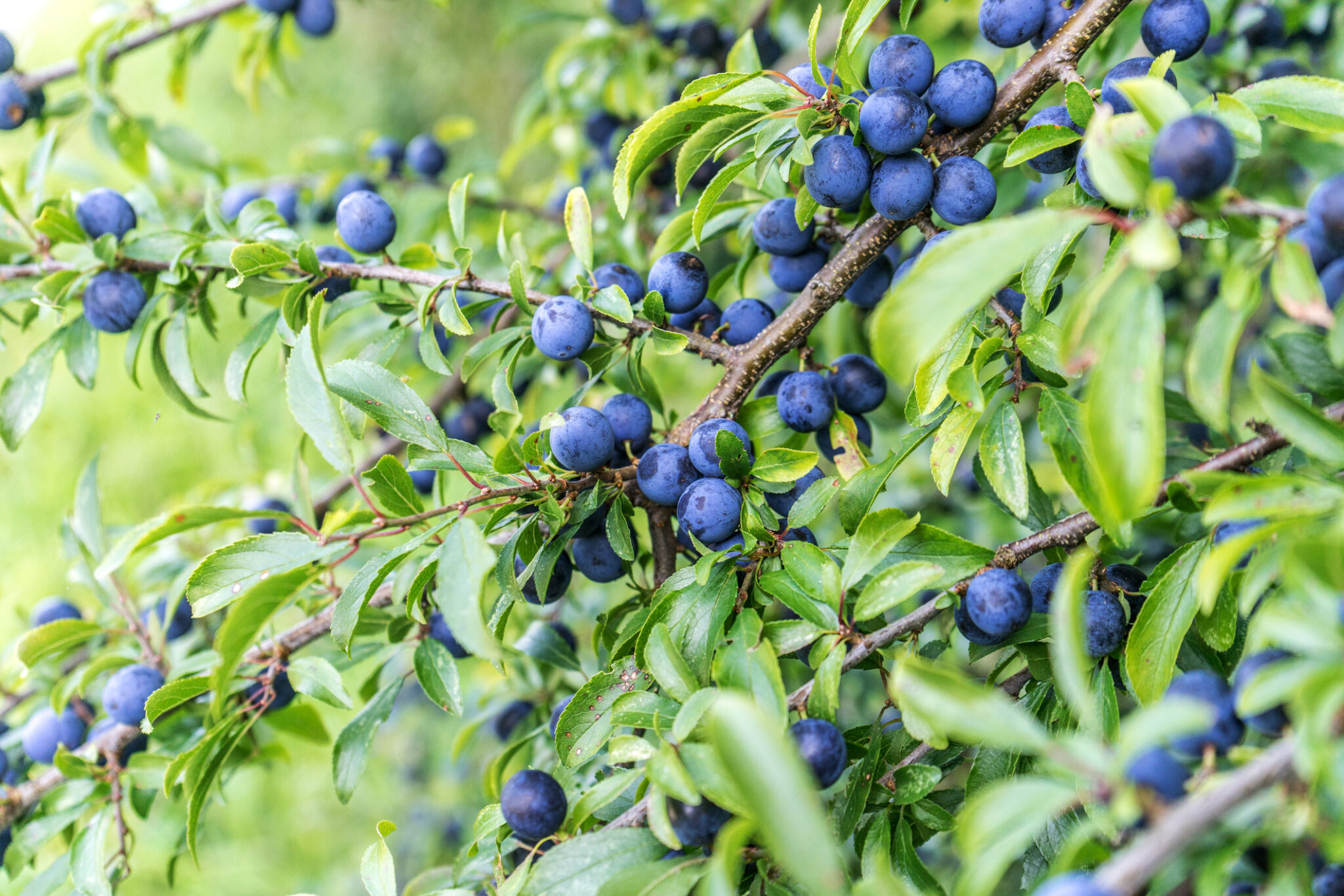 Die 7 beliebtesten heimischen Sträucher mit schwarzen Beeren + 1 Geheimtipp