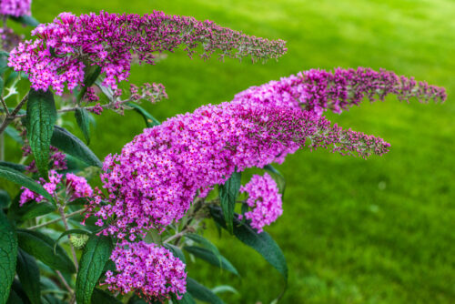 Schmetterlingsflieder, Sommerflieder