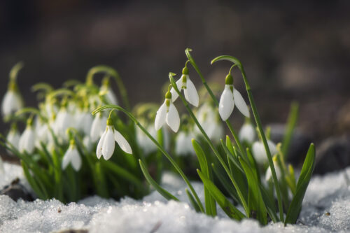 Schneeglöckchen 