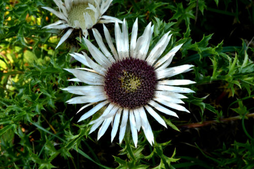 Silberdistel