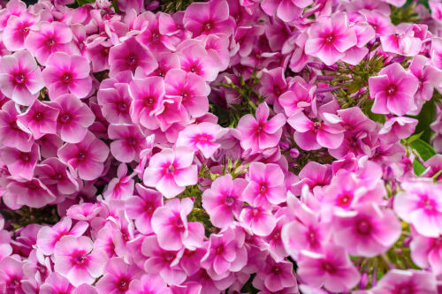 Stauden-Phlox