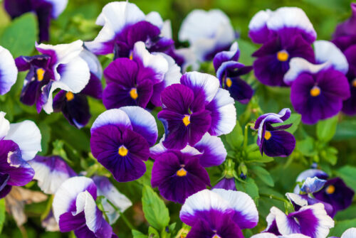 Pansies