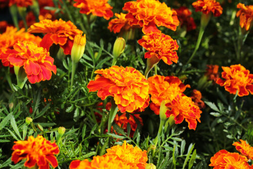 Tagetes, Studentenblume