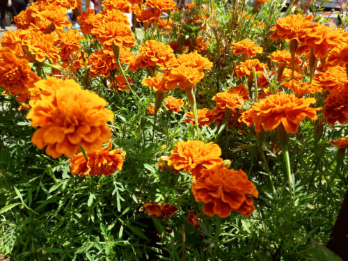 Marigolds