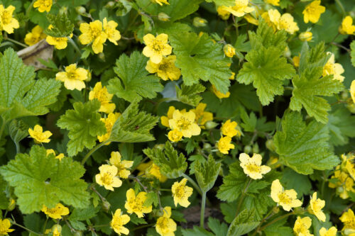 Teppich-Golderdbeere