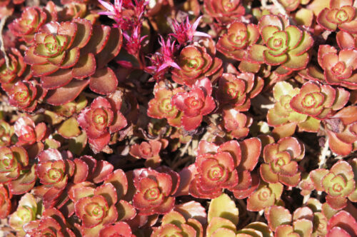 Teppich-Sedum 