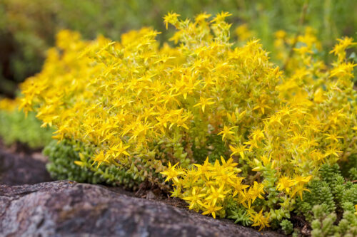 Teppich-Sedum, Scharfer Mauerpfeffer 