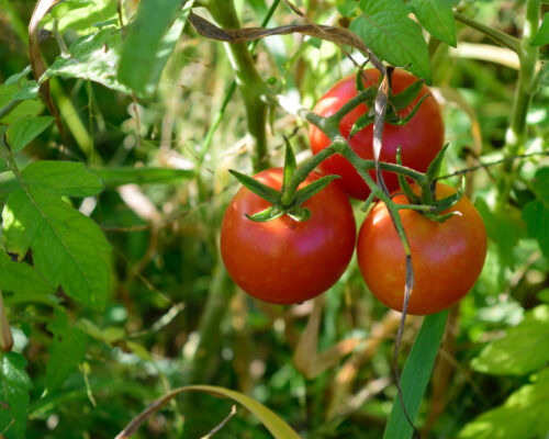 Tomaten