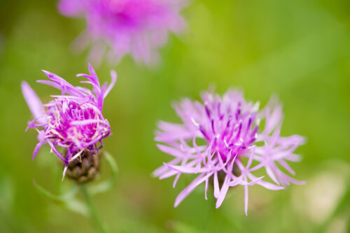 Wiesen-Flockenblume