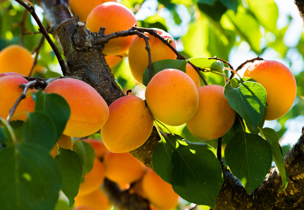 Die 7 beliebtesten kleinen Obstbäume + 1 Geheimtipp