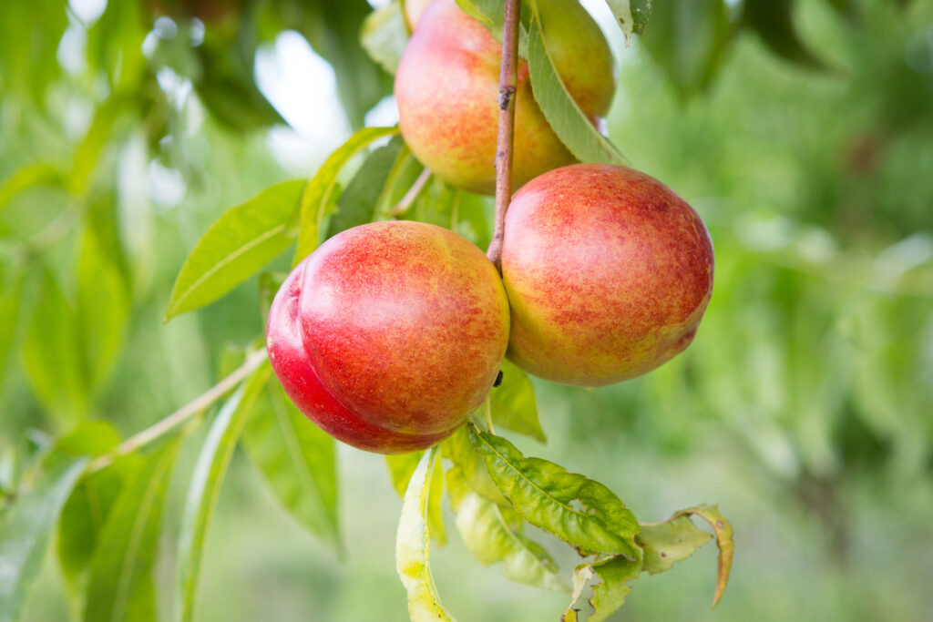Die 7 beliebtesten kleinen Obstbäume + 1 Geheimtipp