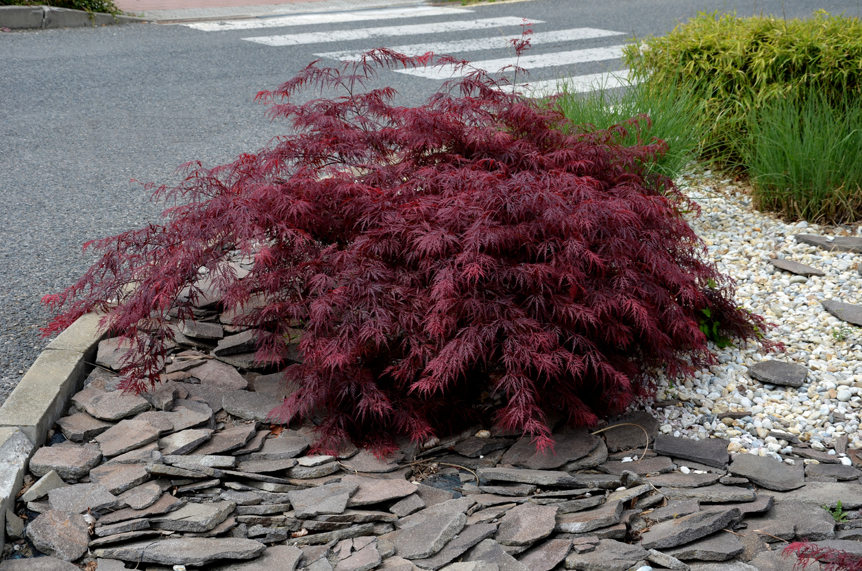 Japanischer Ahorn Ausgraben So Gehen Sie Vor japanischer-ahorn-ausgraben-so-gehen-sie-vor
