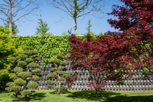 japanischer-ahorn-wurzeln